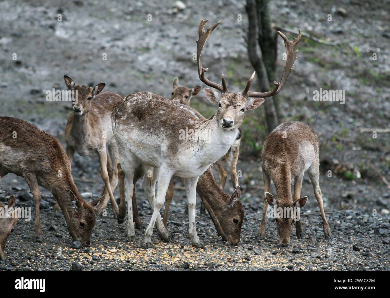 Cervi a riposo nella foresta che consumano mais fornito dall'uomo - Un'istantanea della perturbazione ecologica e della pratica sbagliata di nutrizione della fauna selvatica indotta dall'uomo, Foto Stock