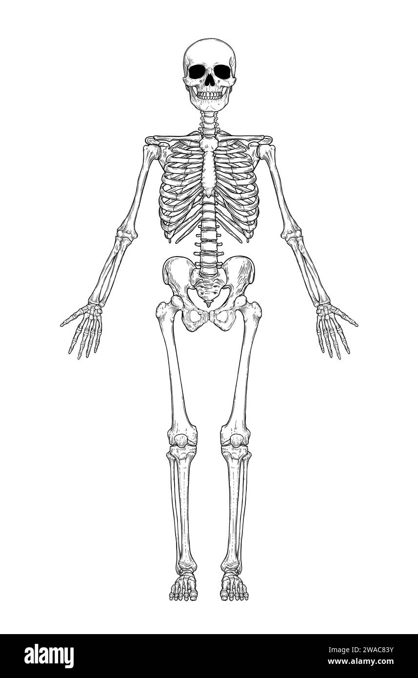 Anatomia dello scheletro umano nella parte anteriore isolata su sfondo bianco. Illustrazione dell'incisione vettoriale di cranio e ossa. Halloween, medico, educativo, o sc Illustrazione Vettoriale