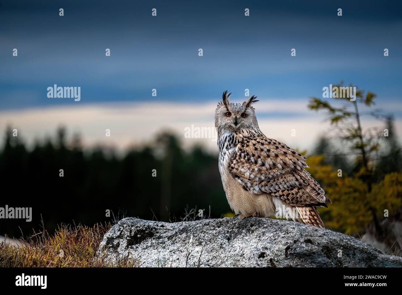 Bubo bubo sibiricus - gufo dell'aquila eurasiatica Foto Stock