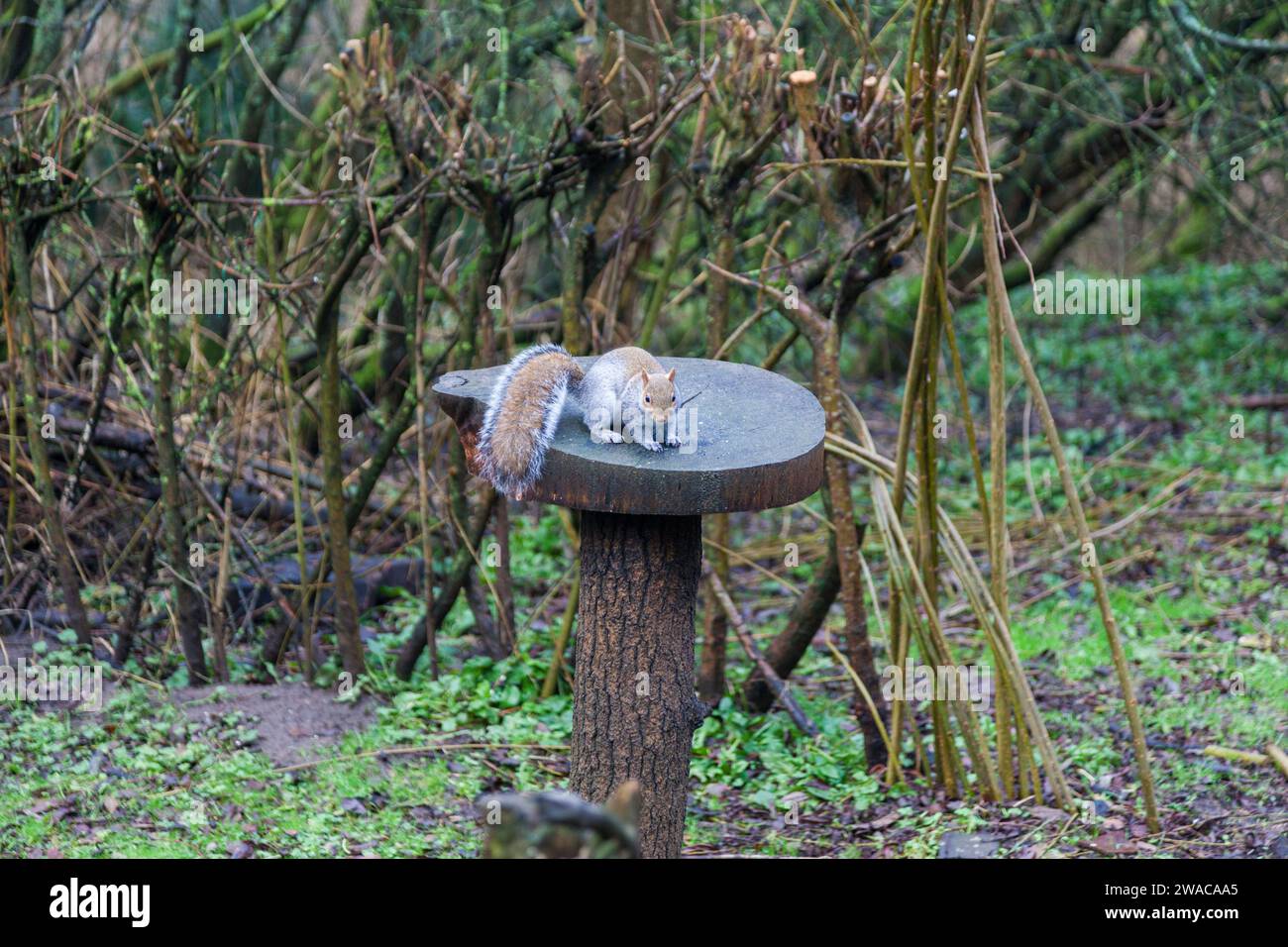 Uno scoiattolo grigio (Sciurus carolinensis) che si alimenta da una tavola di uccelli in zona boschiva, Stockton, Inghilterra, Regno Unito Foto Stock