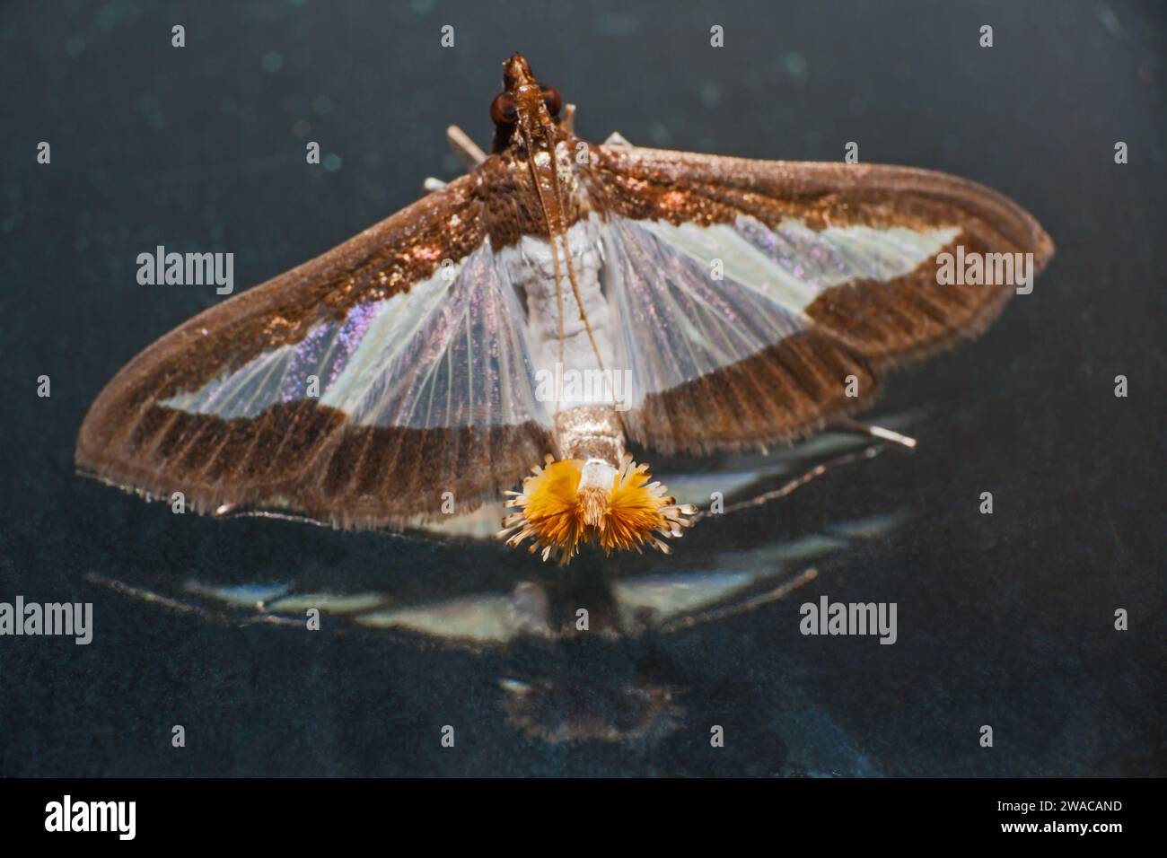 Bicolore femminile bicolorato Pearl Glyphodes bicolore 14449 Foto Stock