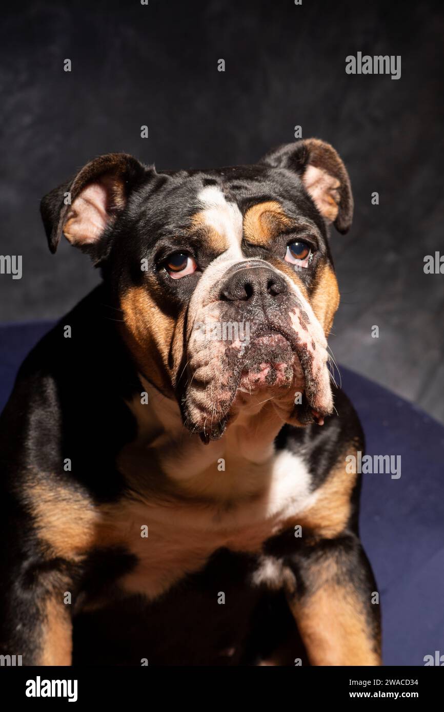 Bulldog inglese con rughe, faccia simpatica. dorato e marrone. faccia carina Foto Stock