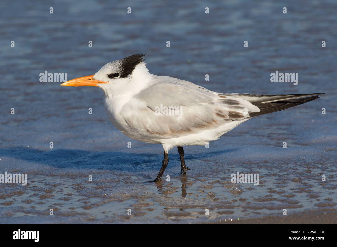 Royal tern (Thalasseus maximus), Canaveral National Seashore, Florida Foto Stock