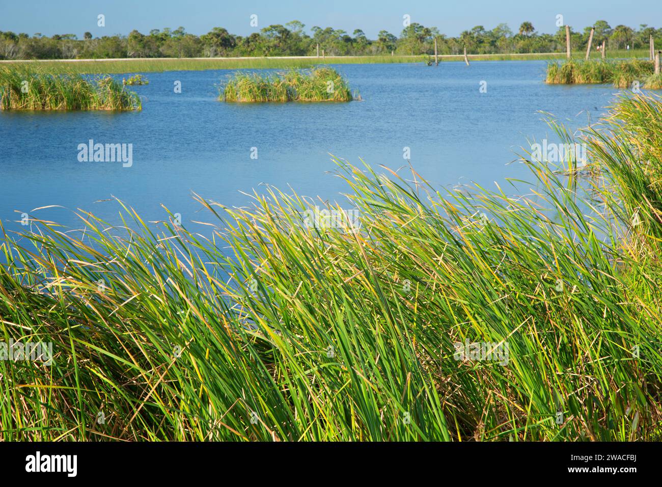 Cattails, Ritch Grissom Memorial Wetlands a Viera, Florida Foto Stock
