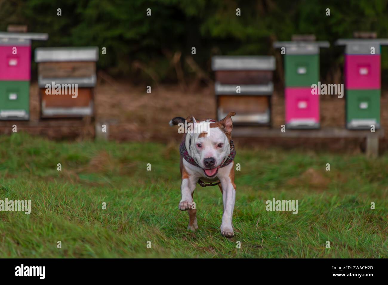 Cane pitbull da corsa su prato verde in una giornata nuvolosa d'inverno Foto Stock