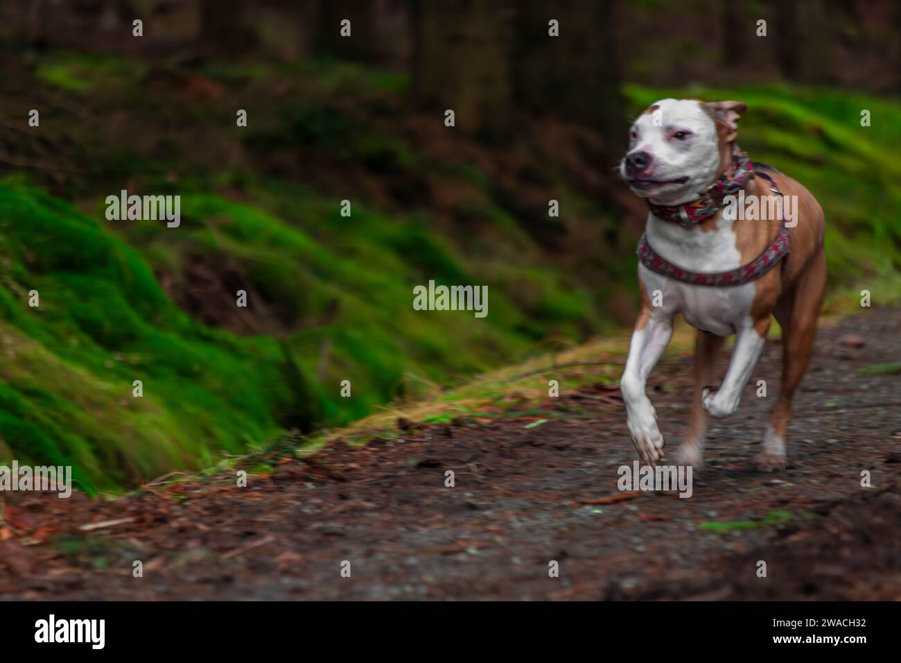 Cane pitbull da corsa su prato verde in una giornata nuvolosa d'inverno Foto Stock