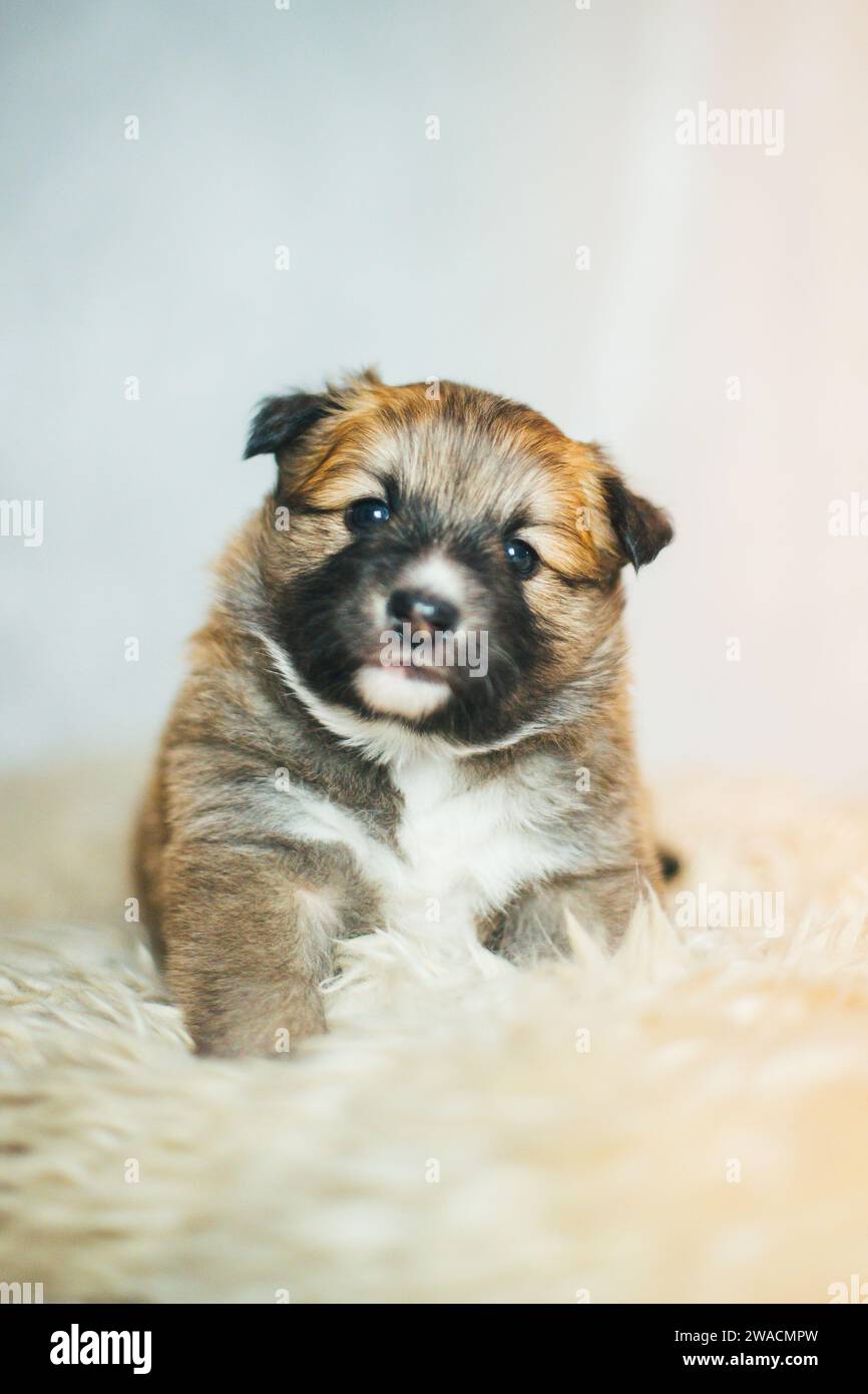Cucciolo di cane islandese Foto Stock