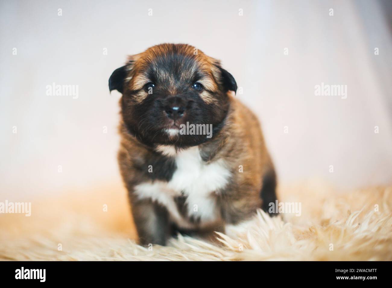Cucciolo di cane islandese Foto Stock