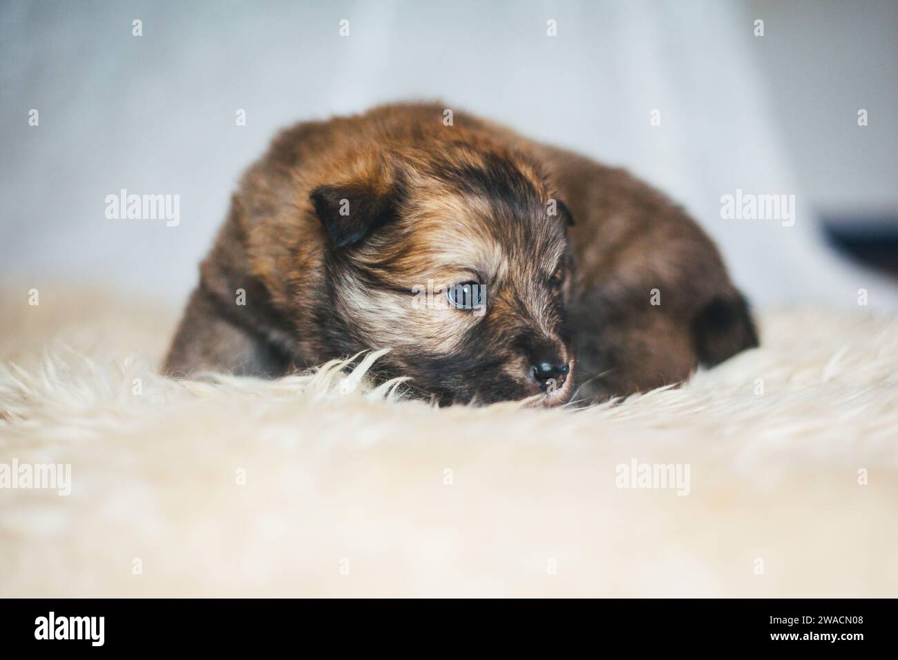 Cucciolo di cane islandese Foto Stock