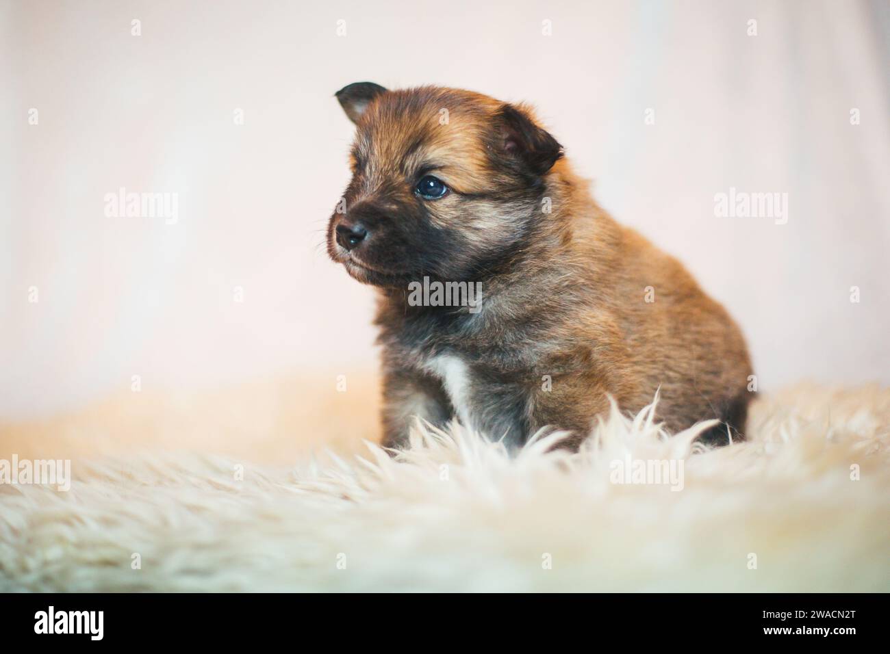 Cucciolo di cane islandese Foto Stock
