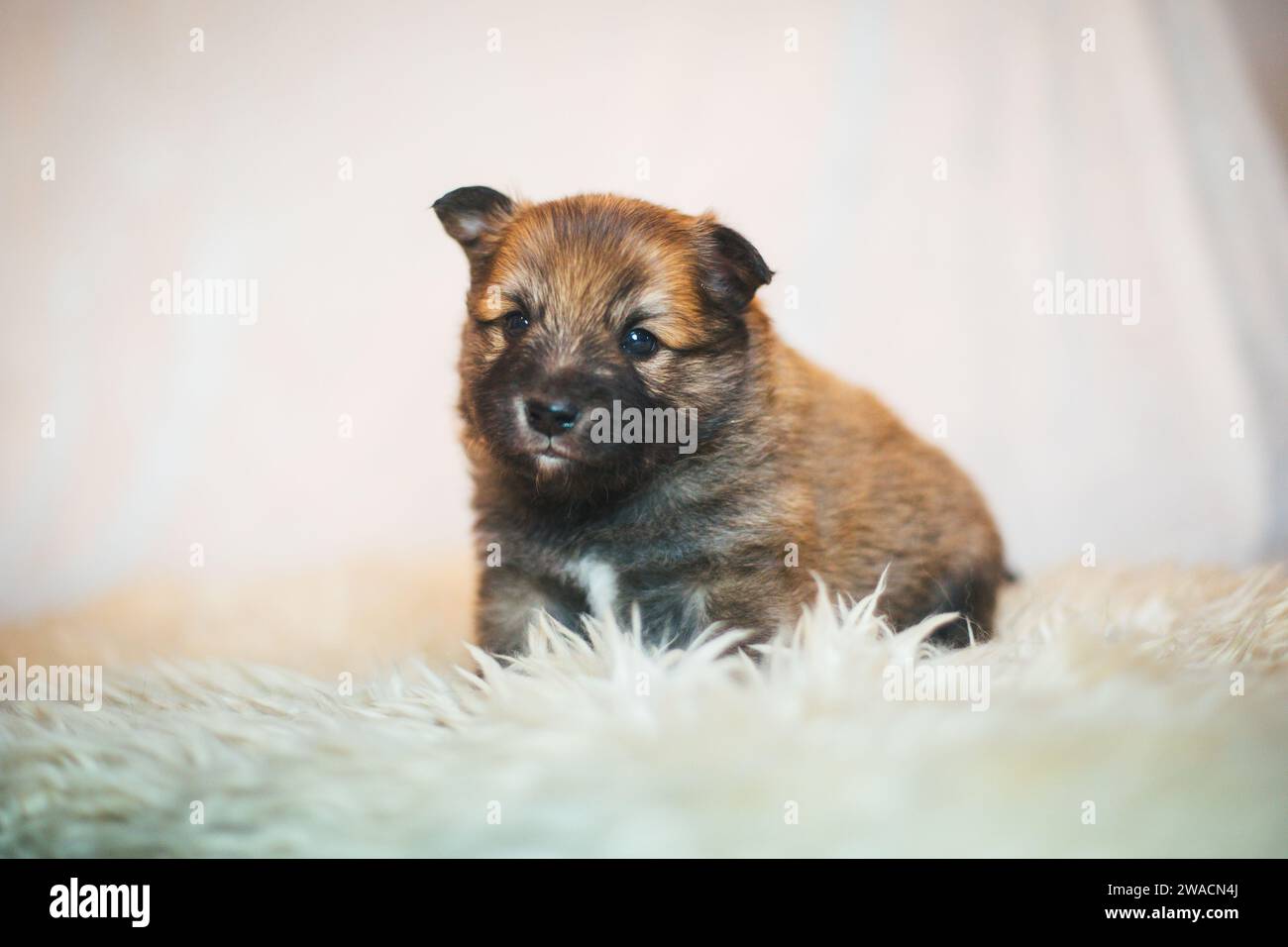 Cucciolo di cane islandese Foto Stock