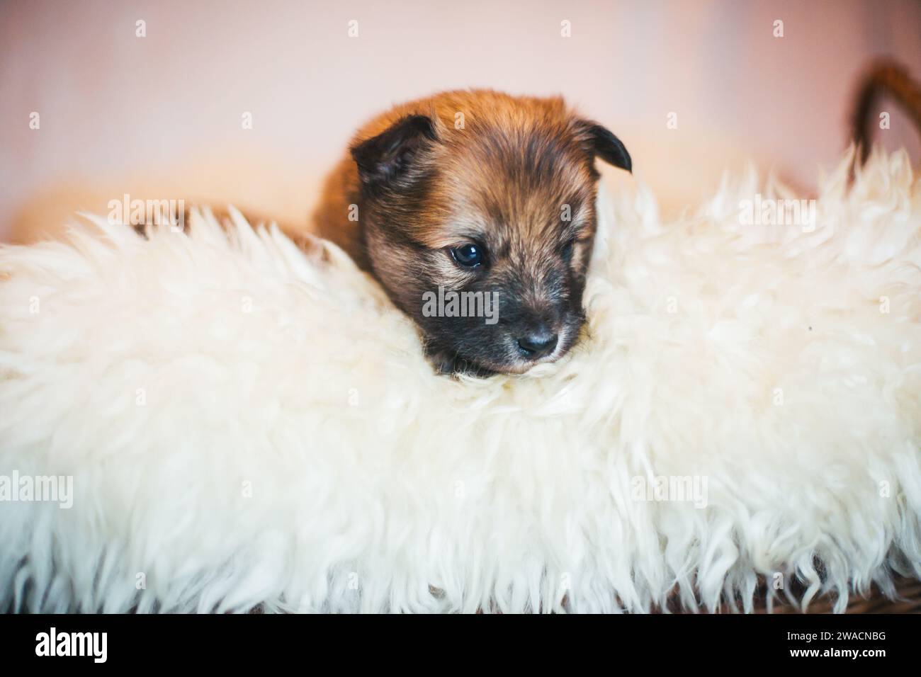 Cucciolo di cane islandese Foto Stock