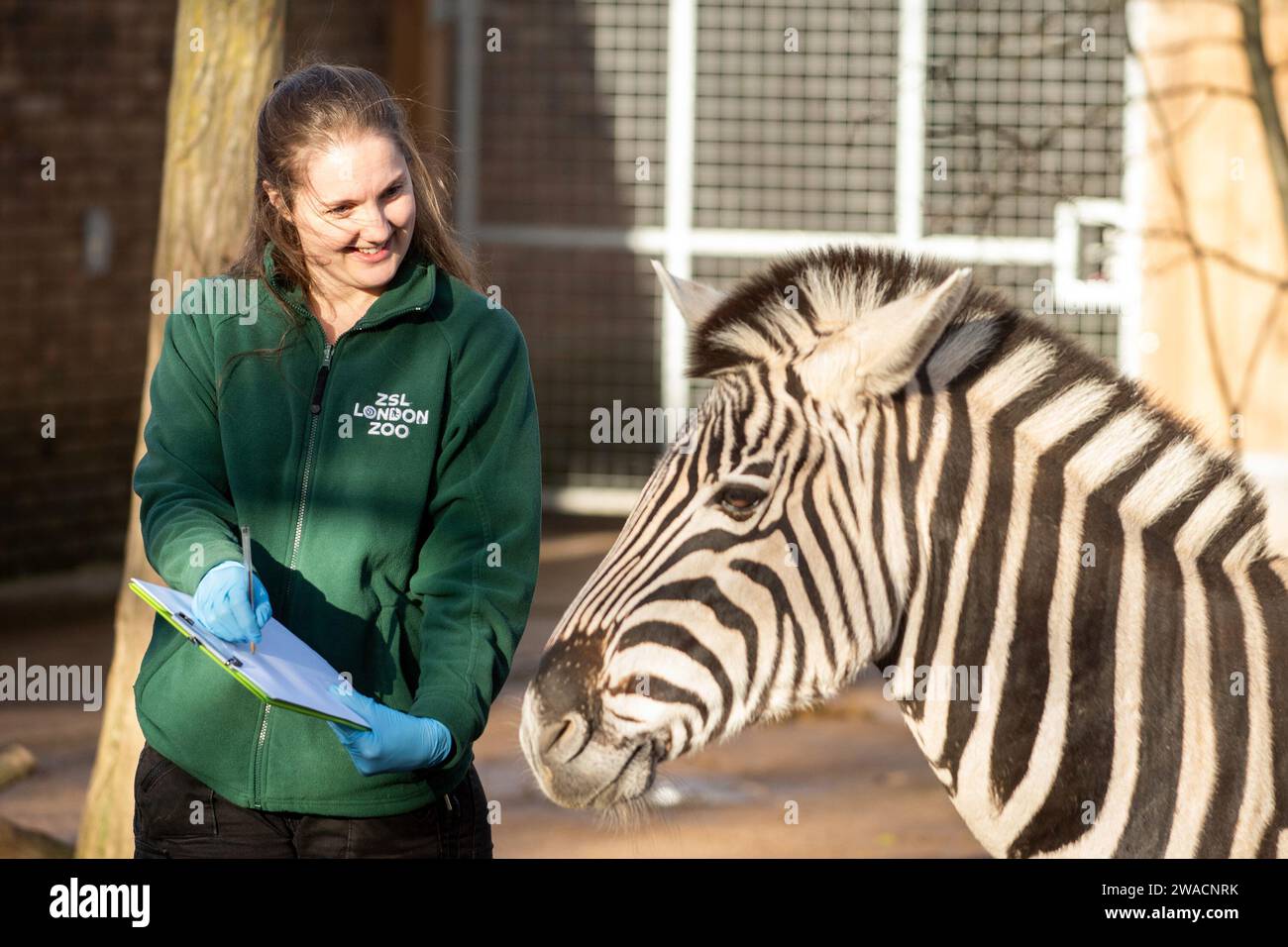 Londra, Regno Unito. 3 gennaio 2024. Zebre viste durante l'inventario annuale allo zoo ZSL di Londra. (Foto di James Warren/SOPA Images/Sipa USA) credito: SIPA USA/Alamy Live News Foto Stock