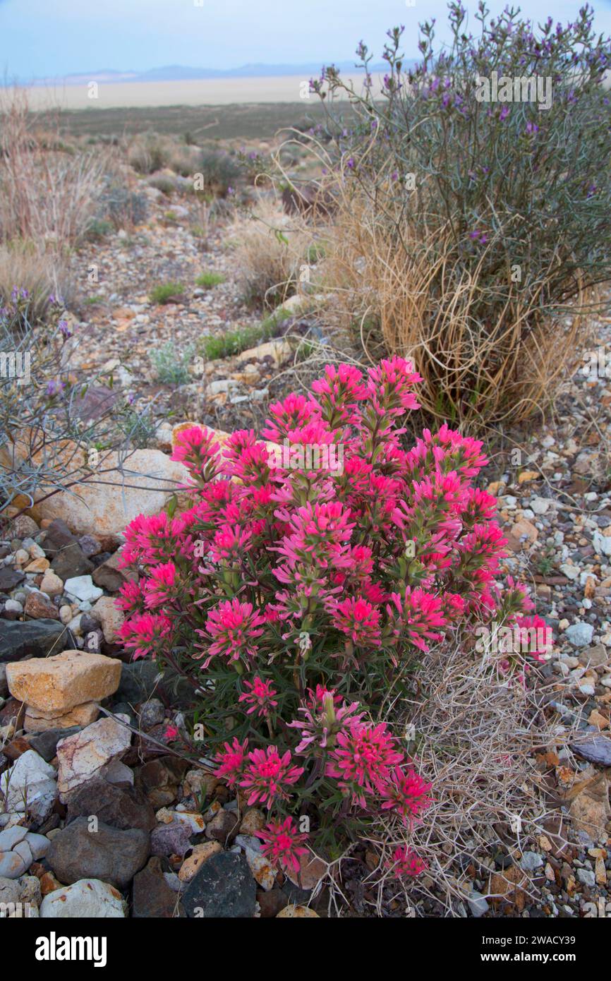 Pennello indiano, Calico Mountains Wilderness, Black Rock Desert High Rock Canyon Emigrant Trails National Conservation area, Nevada Foto Stock