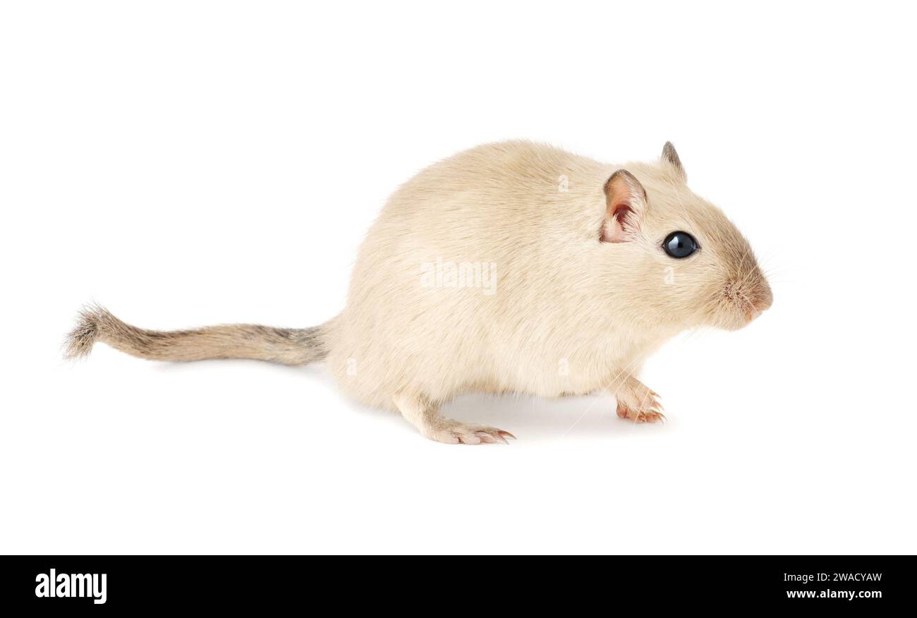 Un gerbillo birmano che cammina, che mostra il suo profilo completo dal naso alla coda, isolato su sfondo bianco Foto Stock