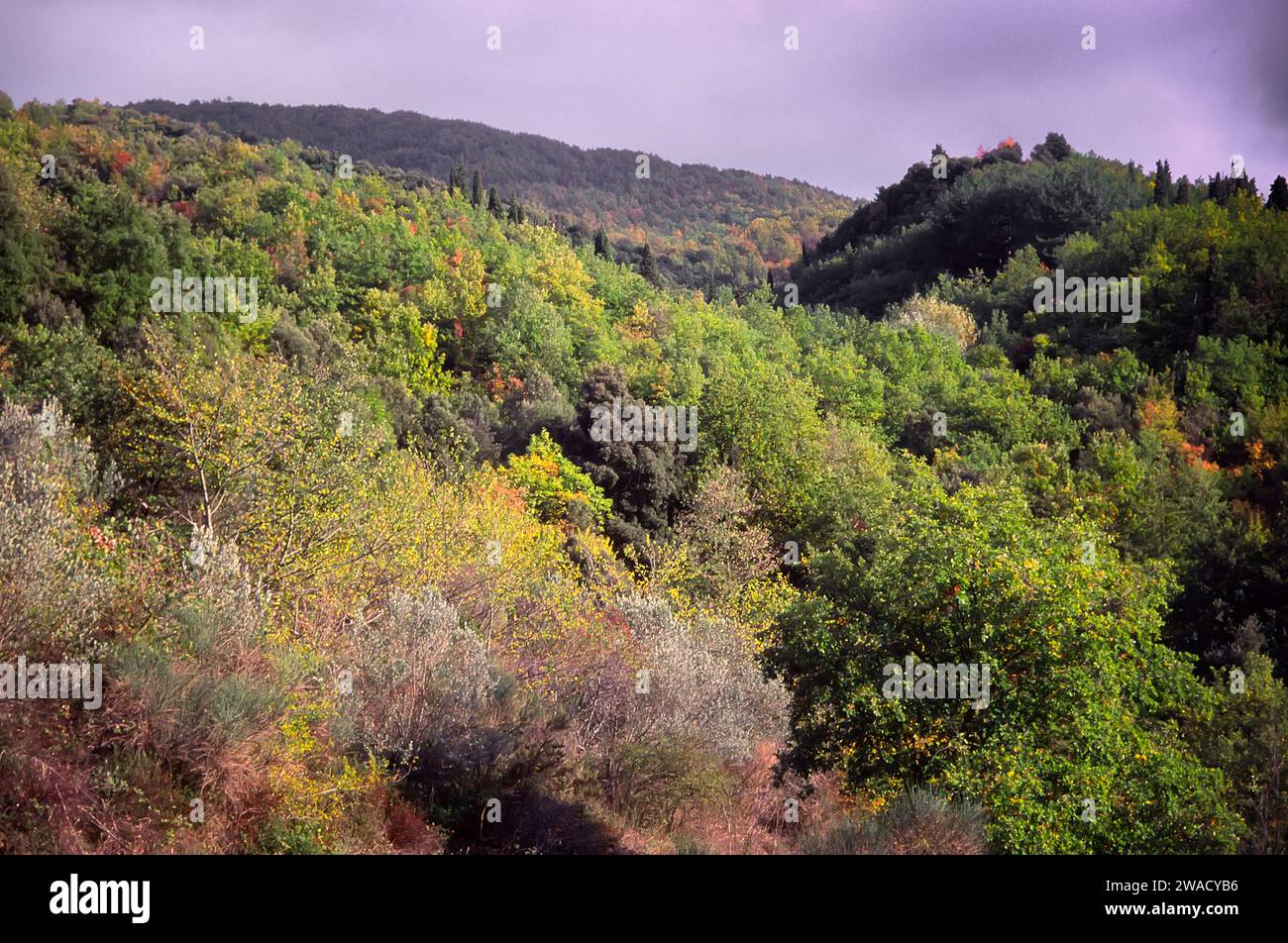 Paesaggio autunnale di boschi di querce nel Chianti. Toscana, Italia. Foto Stock