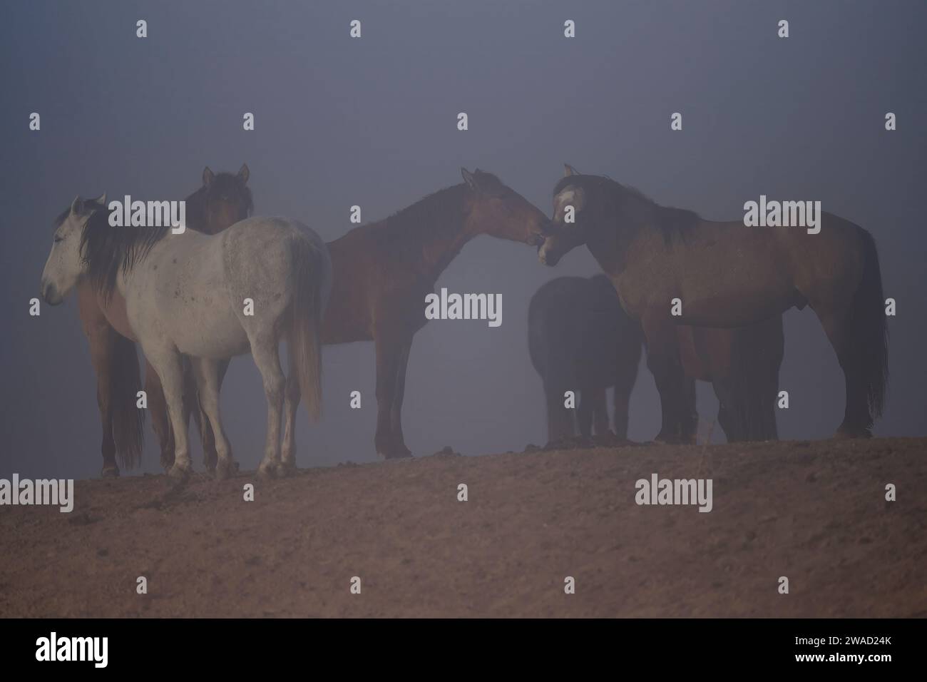 Cavalli selvaggi nello Utah Foto Stock