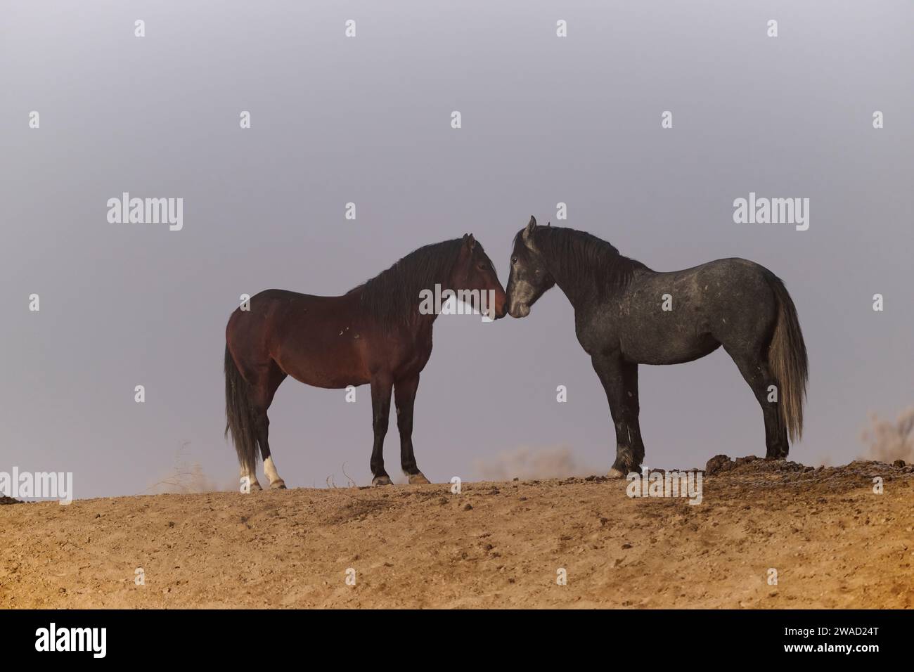 Cavalli selvaggi nello Utah Foto Stock