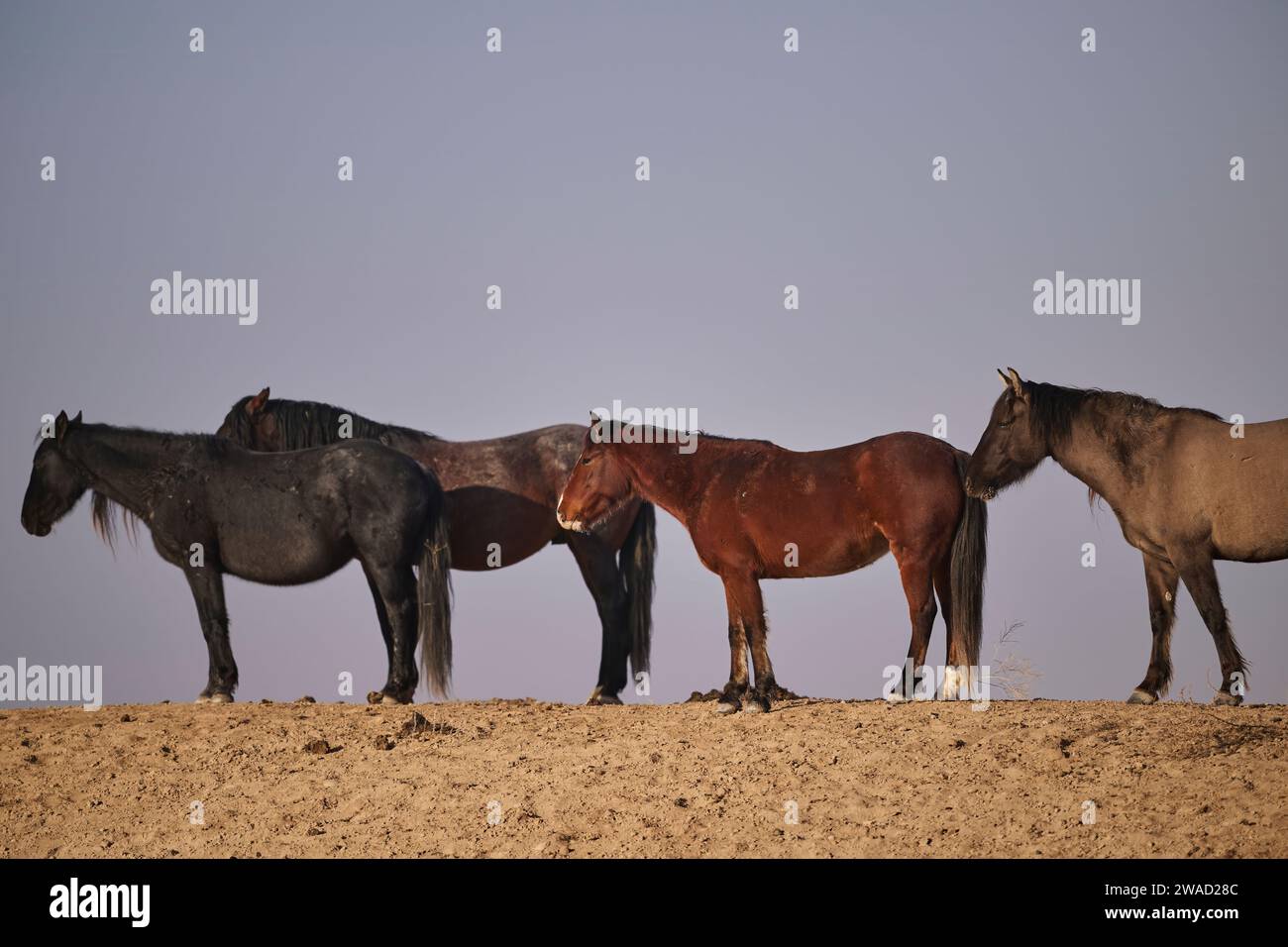 Cavalli selvaggi nello Utah Foto Stock