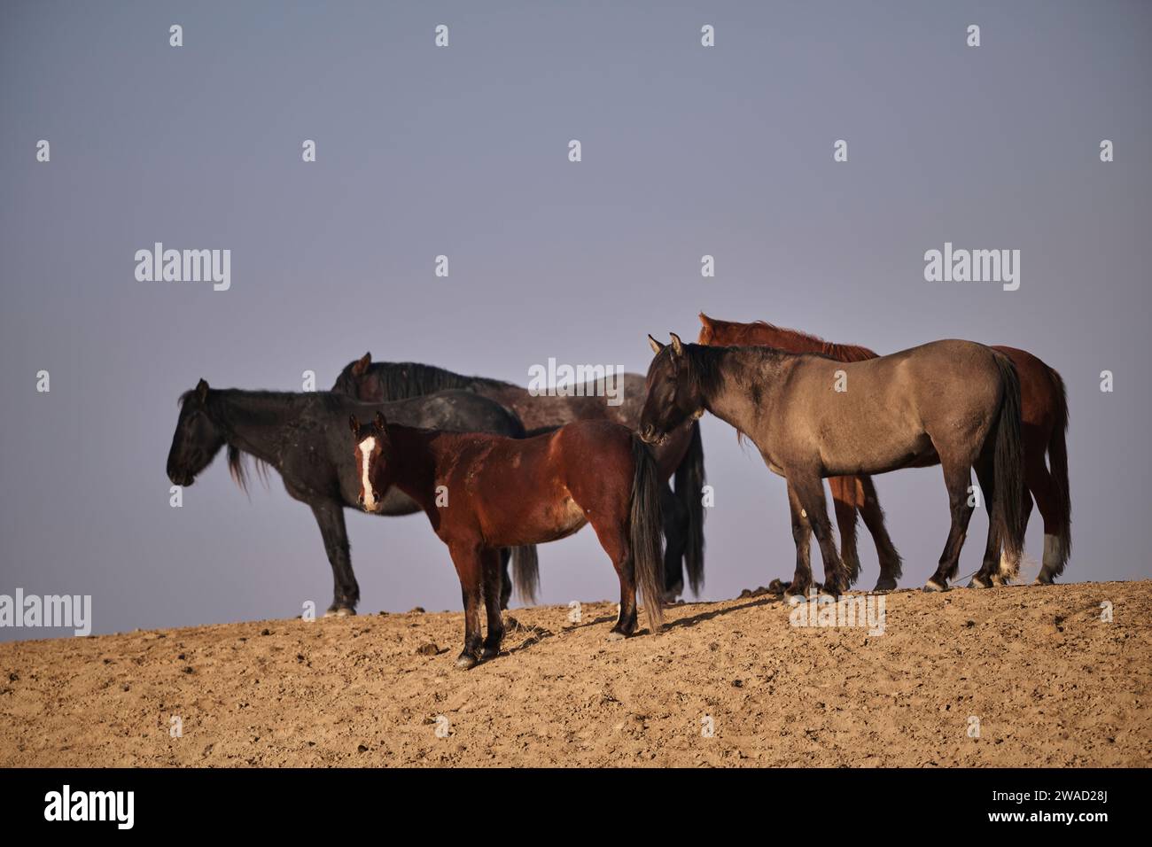 Cavalli selvaggi nello Utah Foto Stock