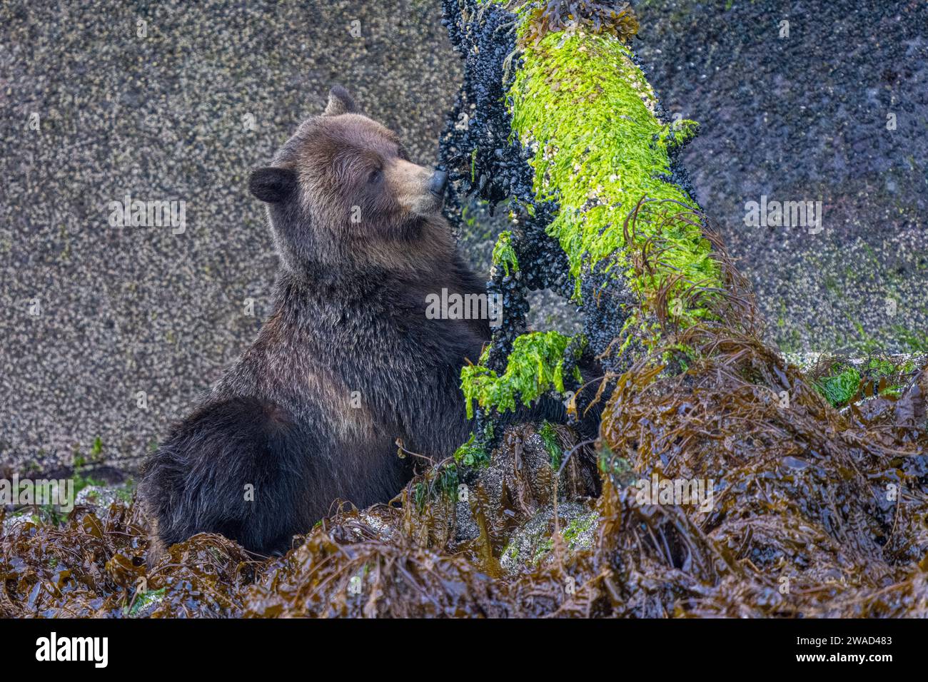 Orso Grizzly seduto nella zona intertidale di Knight Inlet, guardando tutti carini ad alcune cozze, Knight Inlet, territorio tradizionale del Da'Naxda'xw Foto Stock