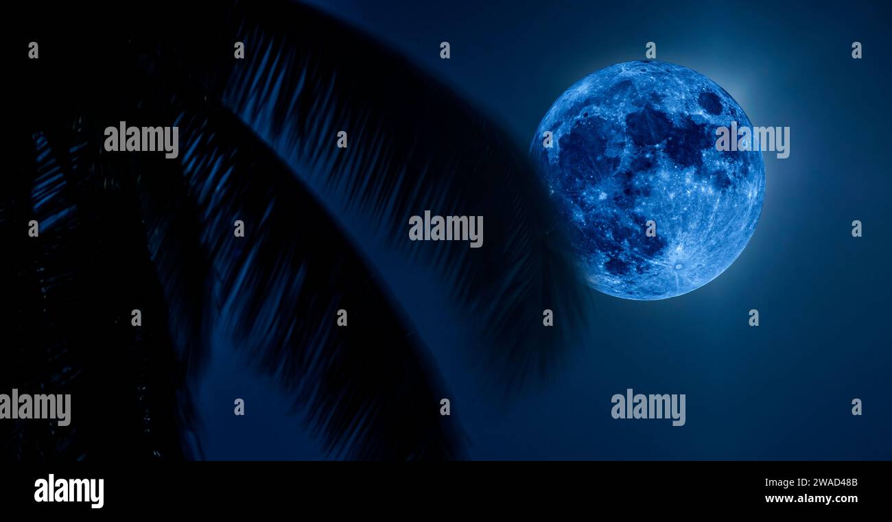 Super Blue Moon di agosto nel cielo notturno con foglie di palma in primo piano Foto Stock