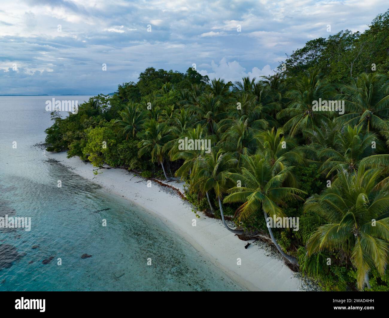 Una magnifica spiaggia è circondata da palme da cocco a Raja Ampat, Indonesia. Questa remota regione tropicale è conosciuta per le sue squisite barriere coralline. Foto Stock
