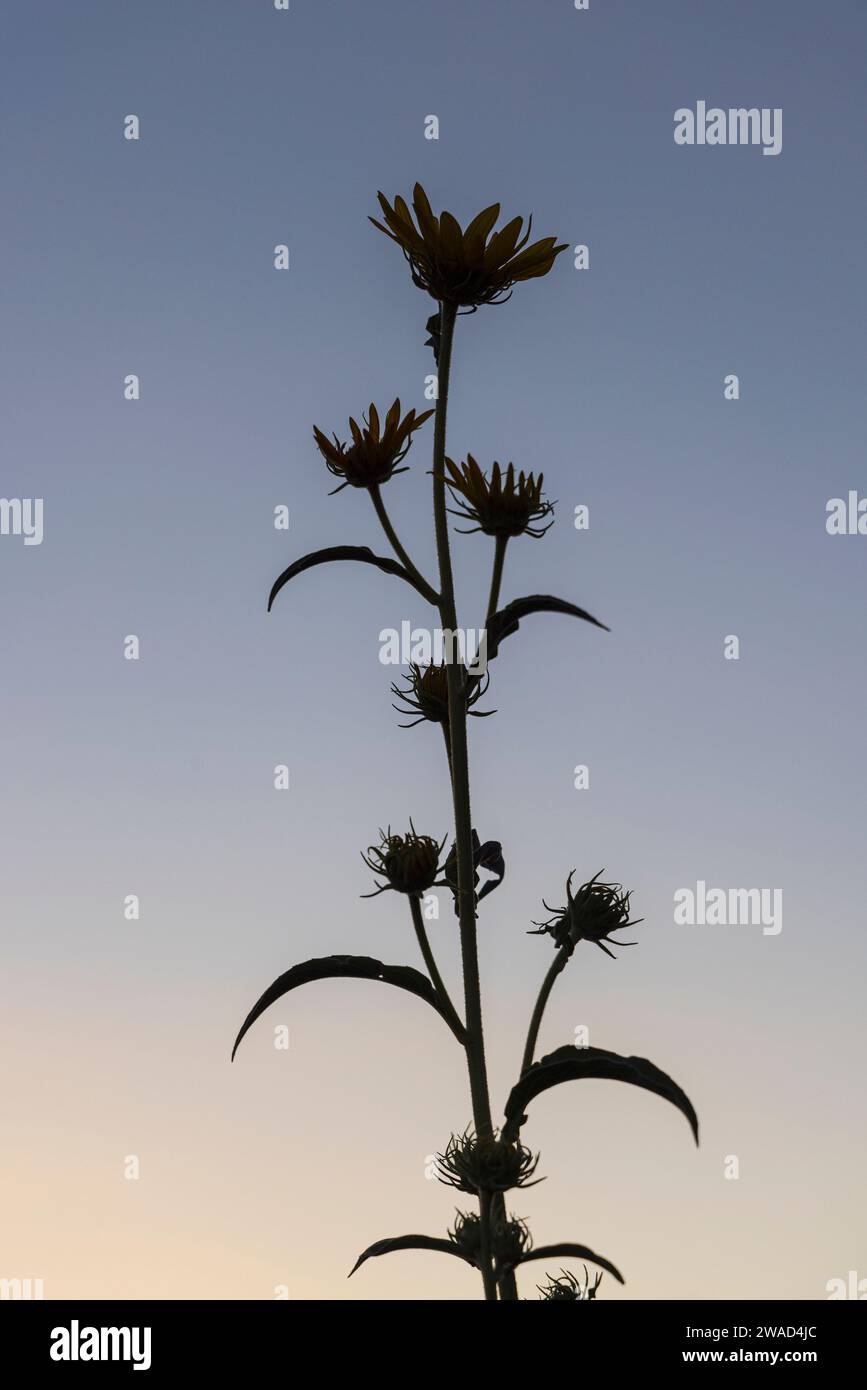 SILHOUETTE DI SUNFLOERS AL CREPUSCOLO, SANTA FE, NEW MEXICO, USA Foto Stock