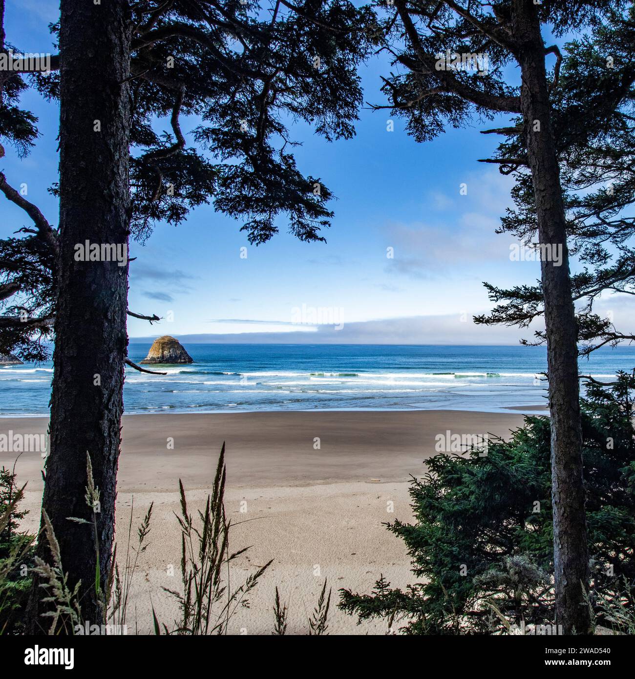 USA, Oregon, pini e formazioni rocciose a Cannon Beach Foto Stock