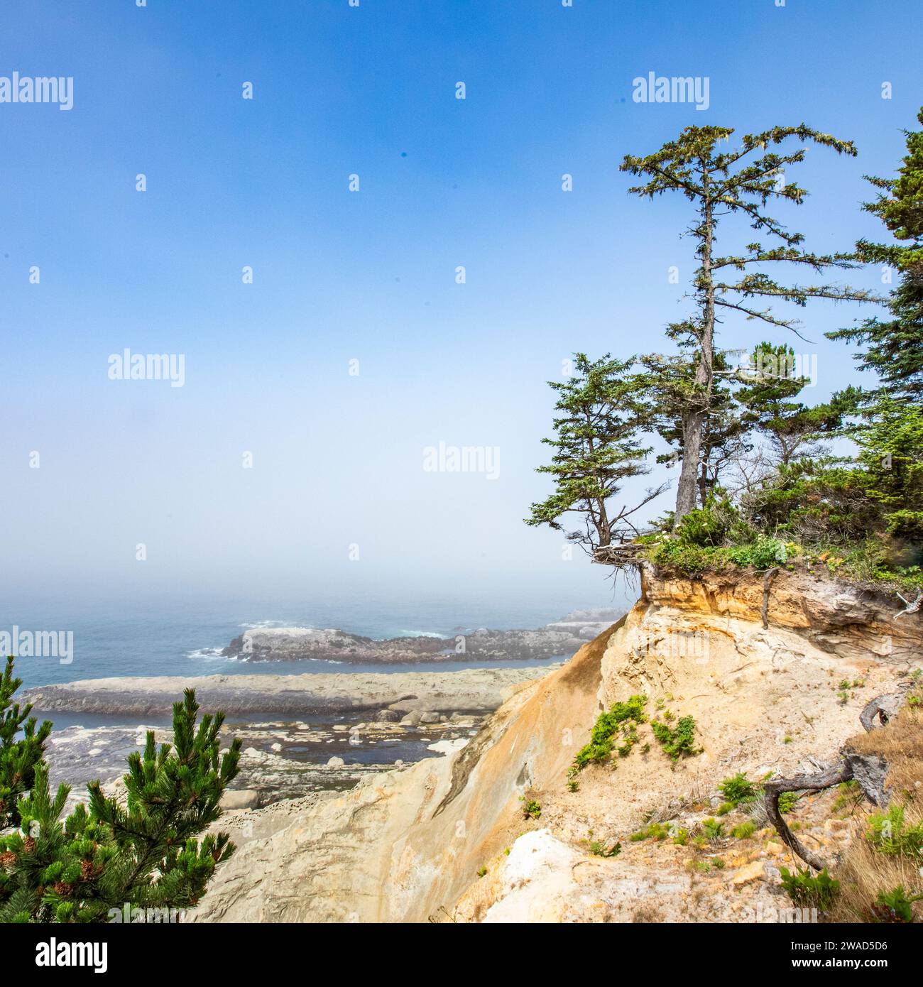 USA, Oregon, Coos Bay, promontori rocciosi e alberi lungo la costa Foto Stock