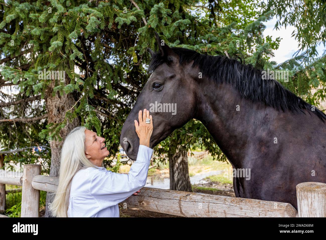 Donna anziana che accarezza guancia del grande cavallo da tiro Percheron Foto Stock
