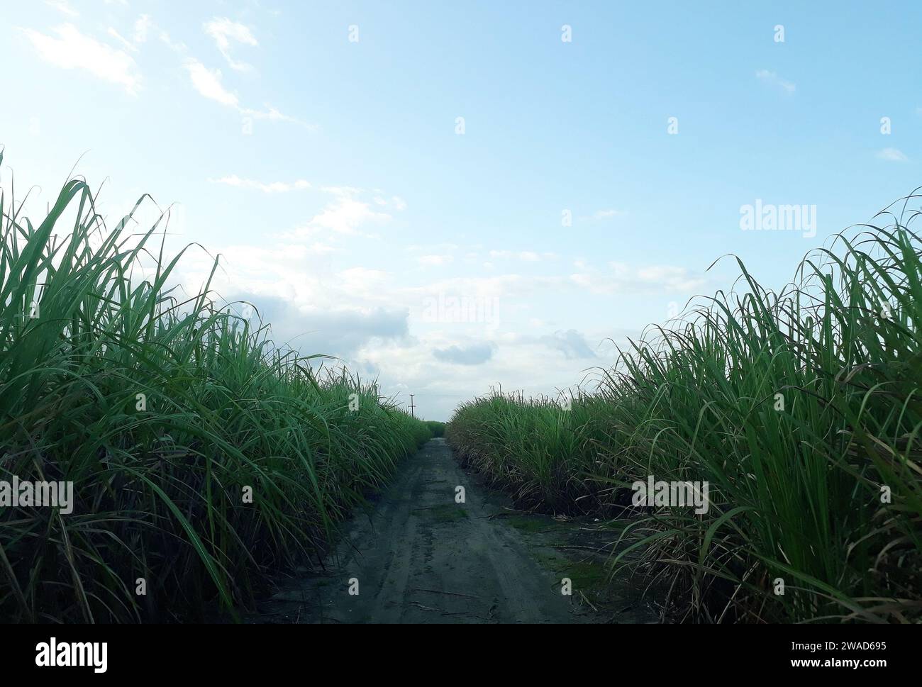 Piantagione di canna da zucchero, vicino alla città di Maceió, nella regione nord-orientale del Brasile. Foto Stock