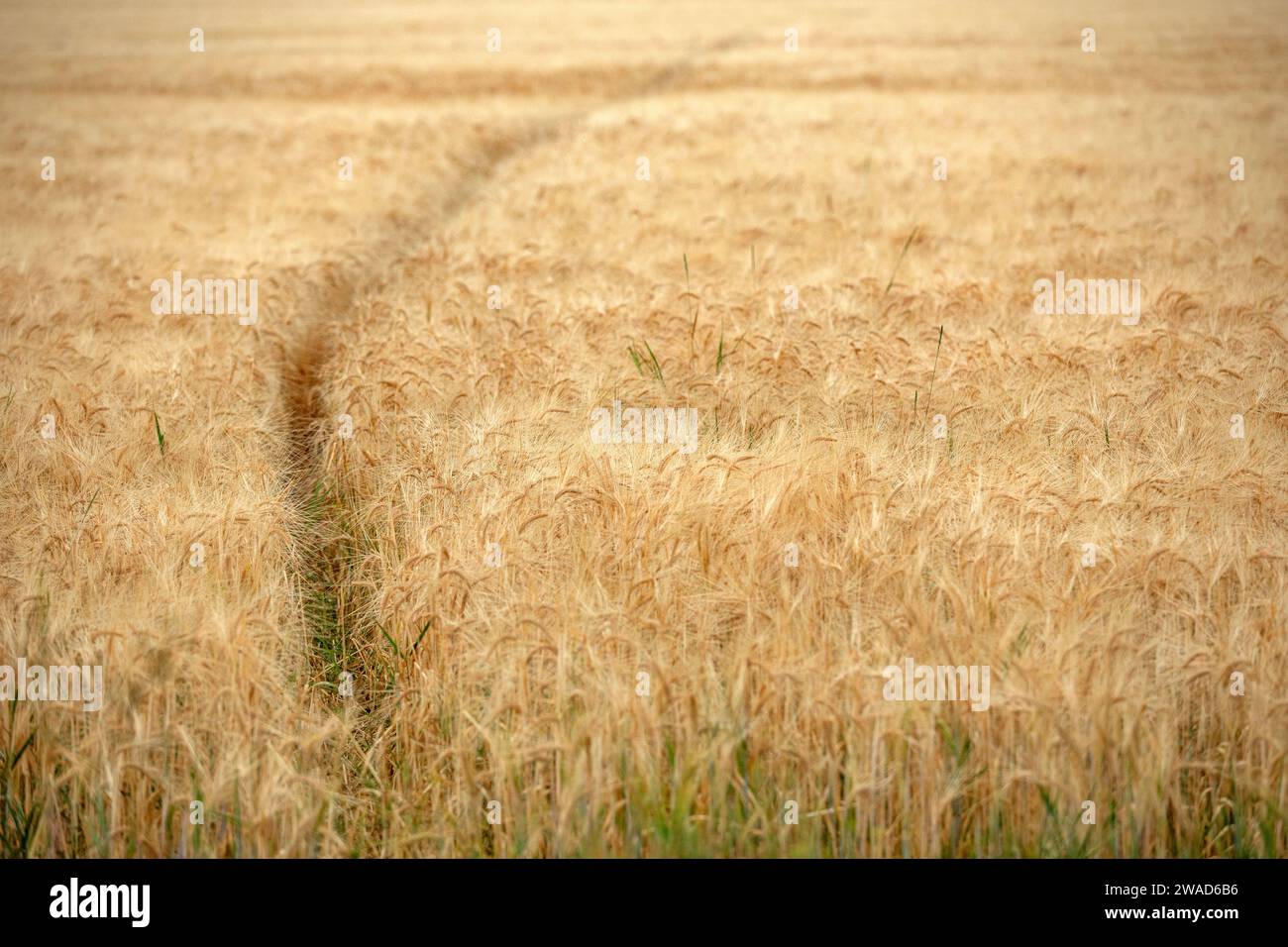 Sentiero degli animali nel campo dei cereali Foto Stock