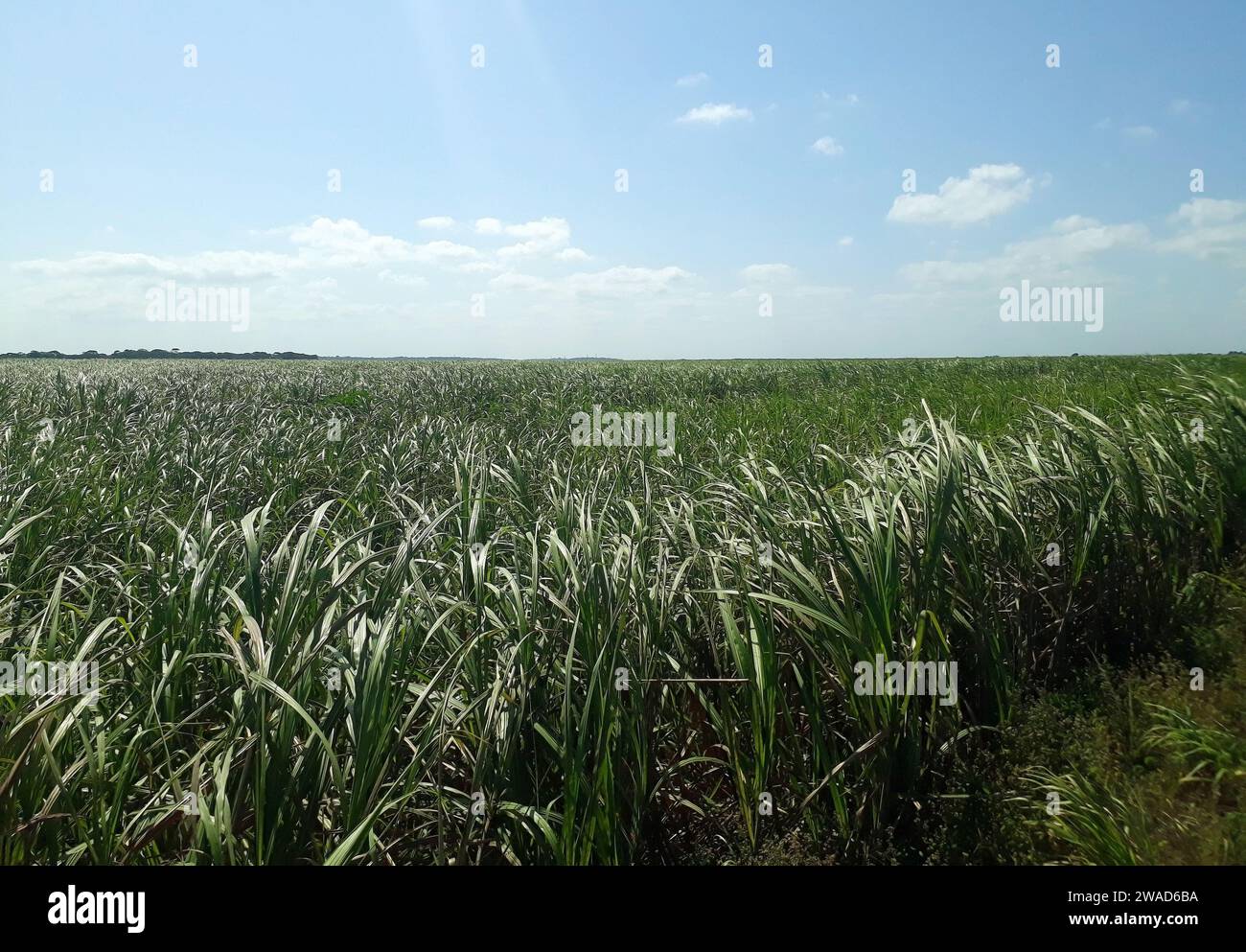 Piantagione di canna da zucchero, vicino alla città di Maceió, nella regione nord-orientale del Brasile. Foto Stock
