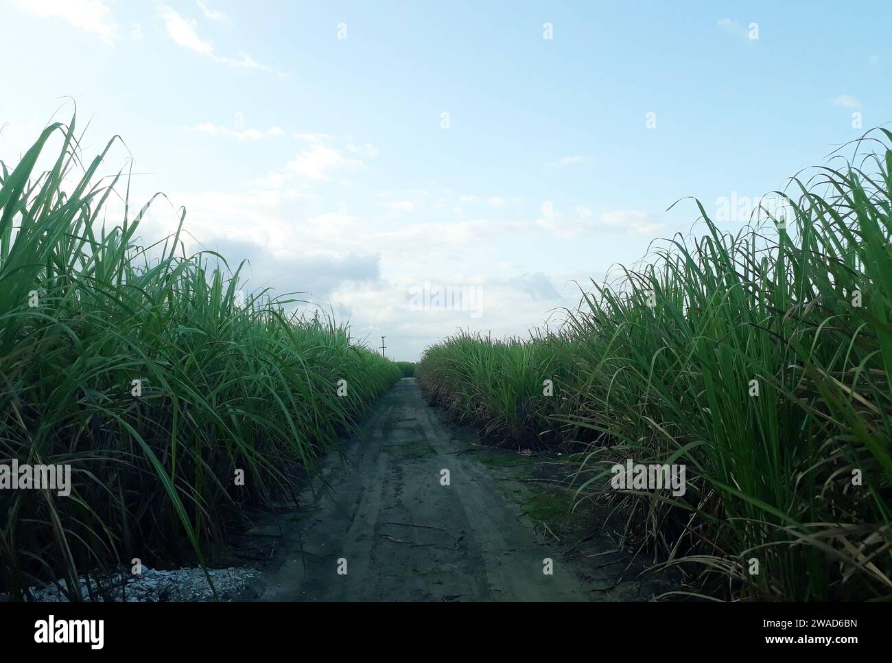 Piantagione di canna da zucchero, vicino alla città di Maceió, nella regione nord-orientale del Brasile. Foto Stock