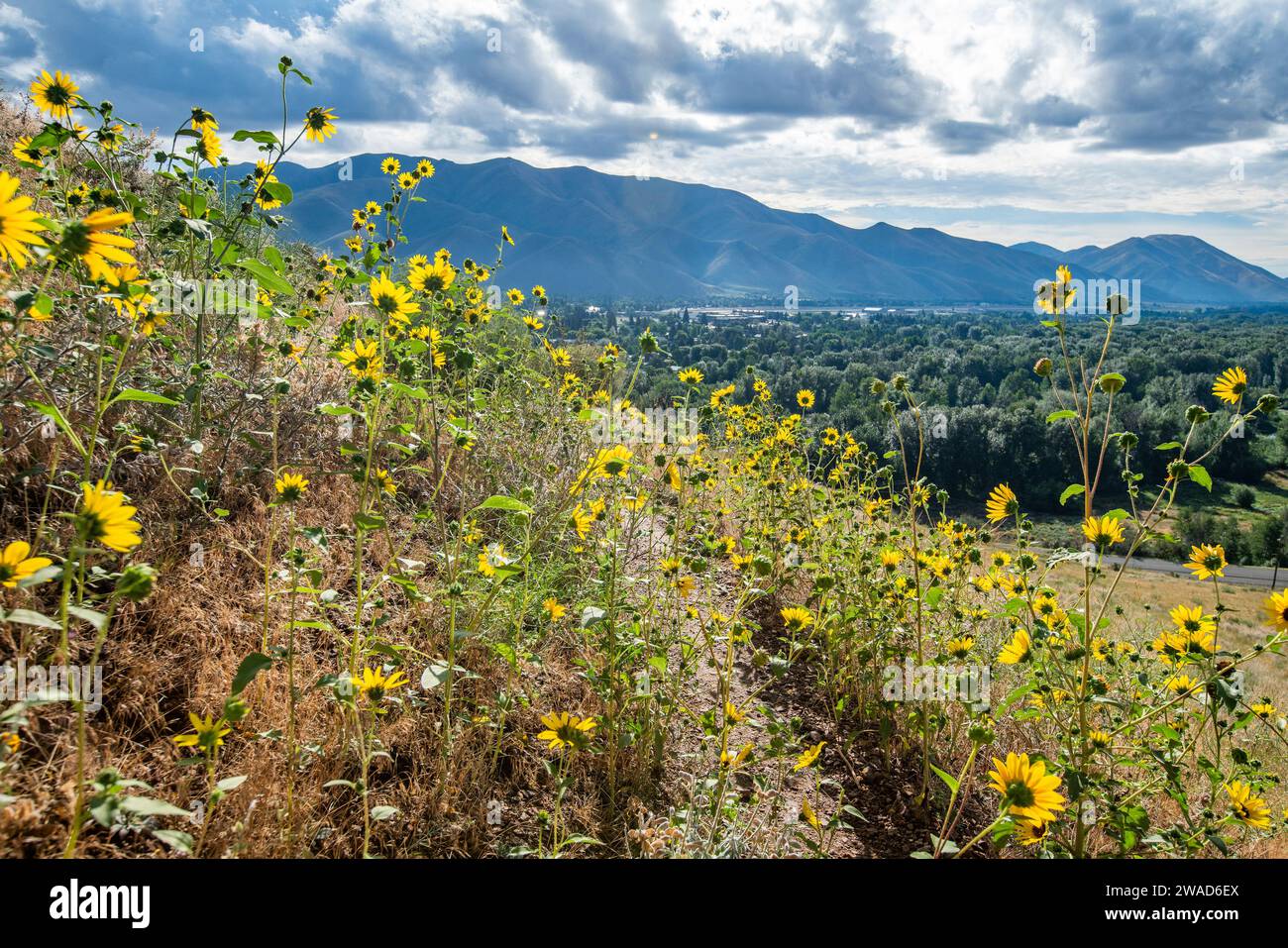 USA, Idaho, Hailey, fiori selvatici gialli al sole del mattino in estate Foto Stock