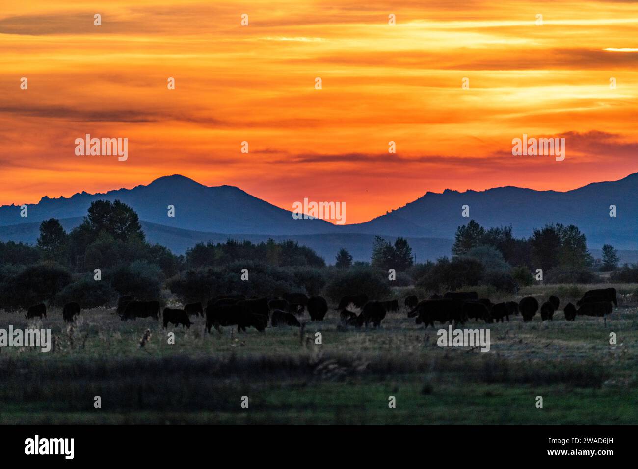 USA, Idaho, Bellevue, bestiame che pascolava nei campi al tramonto Foto Stock