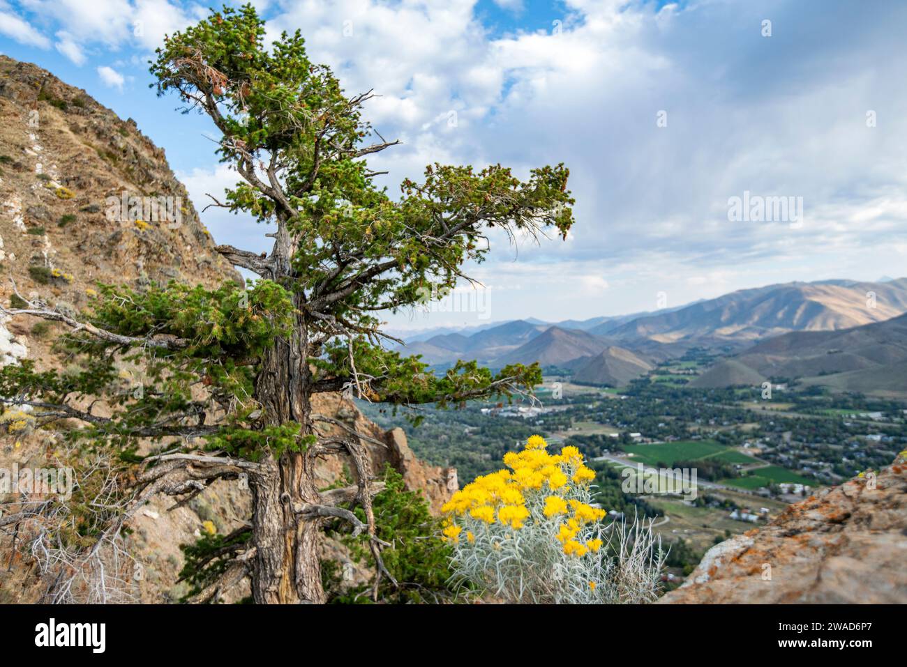 USA, Idaho, Hailey, fiori selvatici e alberi lungo il sentiero Carbonate Mountain Foto Stock
