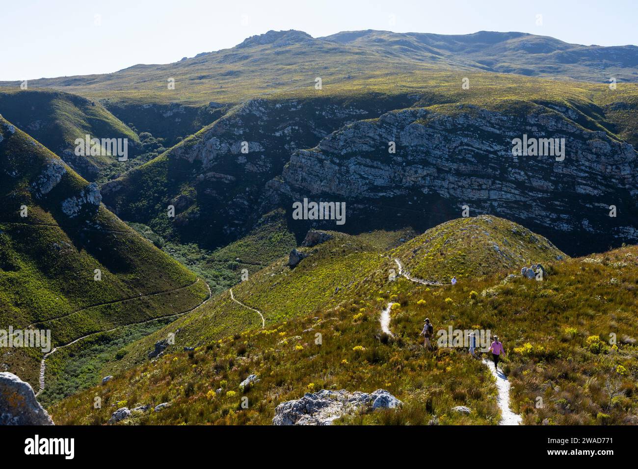 Sudafrica, Hermanus, sentieri escursionistici in montagna nella riserva naturale di Fernkloof Foto Stock