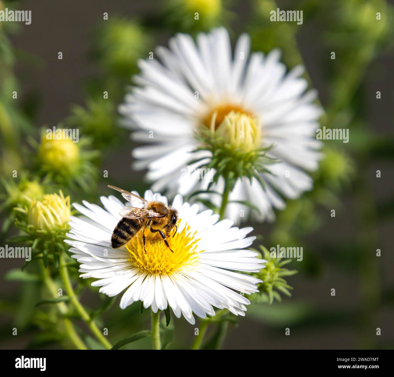Macro di un'ape su un Bushy aster Symphyotrichum dumosus blossom bianco Foto Stock