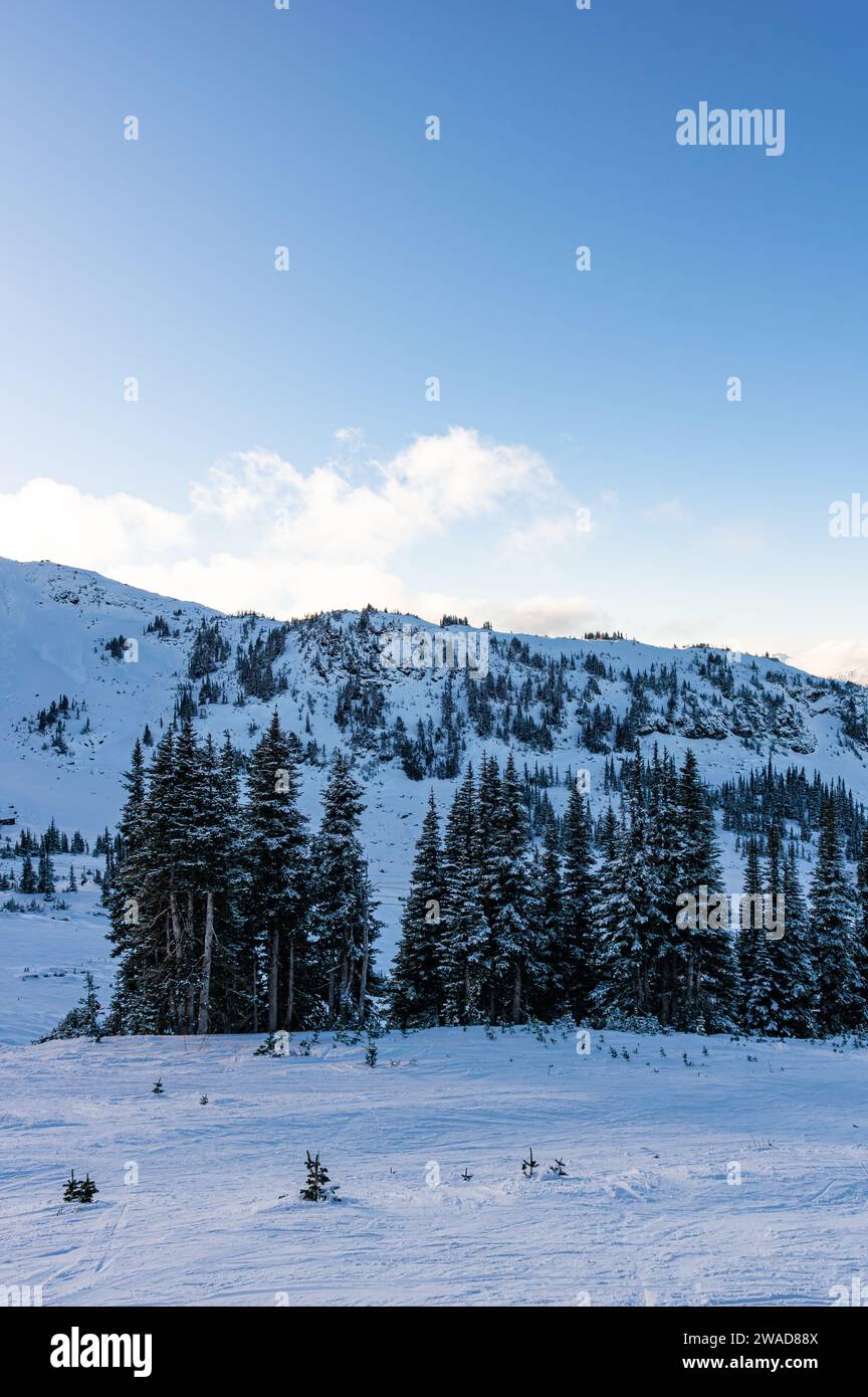 Un gruppo di alberi nevicati con un pendio e una cresta innevati sullo sfondo e una pista da sci in primo piano a Whistler Mountain, British Columbia, Canada. Foto Stock