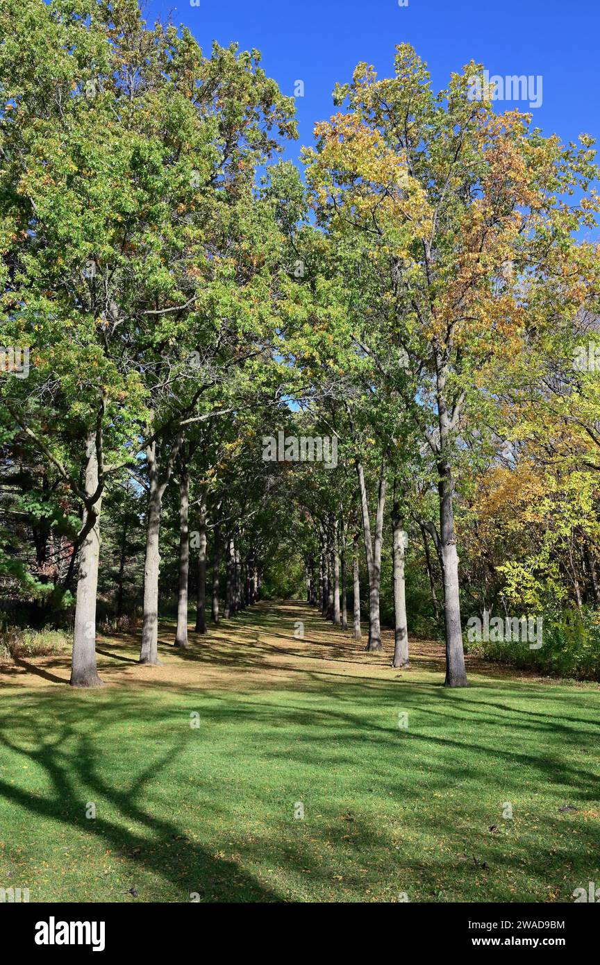 Warrenville, Illinois, USA: La stagione che passa all'autunno è evidente in questo ambiente rurale e boscoso. Foto Stock