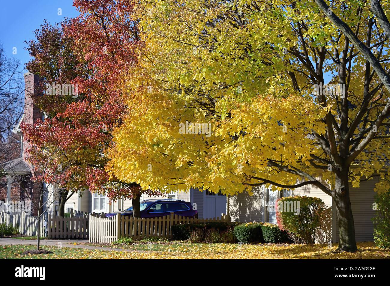 Glen Ellyn, Illinois, USA. L'autunno è evidente nel colore delle foglie lungo un blocco di comunità suburbana di case. Foto Stock