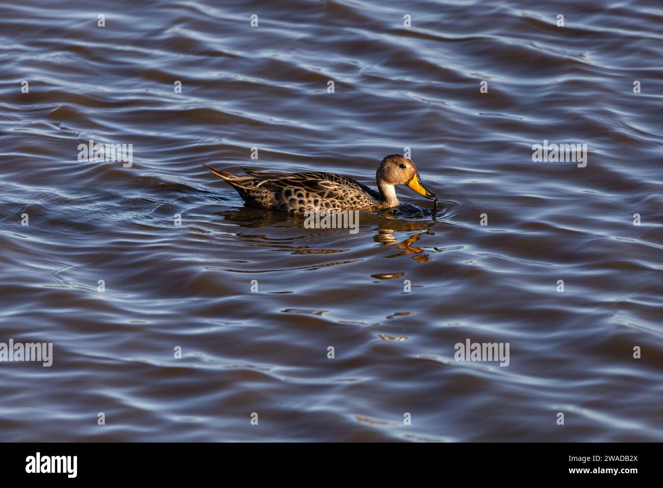 anatra che nuota con fango sul becco Foto Stock