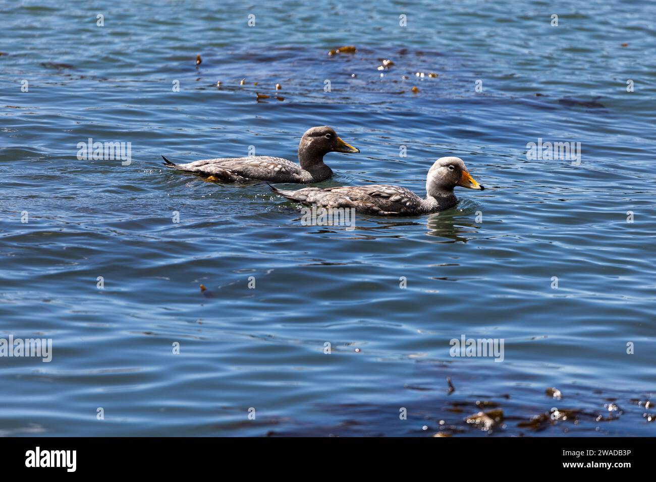 un paio di anatre a vapore che nuotano nell'oceano Foto Stock