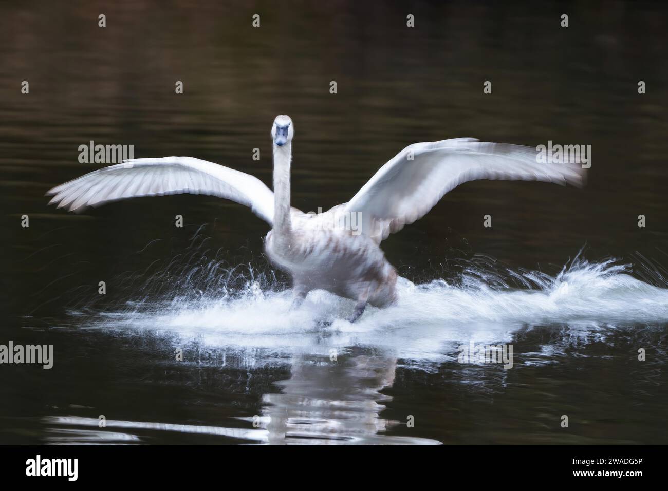Cigno muto (Cygnus olor) atterraggio in acqua Motion Blur, Assia, Germania Foto Stock