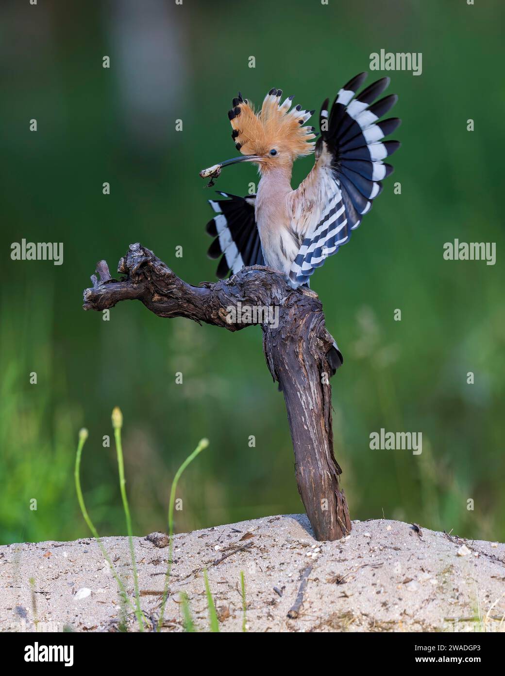 Hoopoe (Upupa epops) con cibo per i giovani uccelli, con larva di coleottero come preda, uccello adulto, uccello dell'anno 2022, cappuccio eretto, vite, brughiera Foto Stock