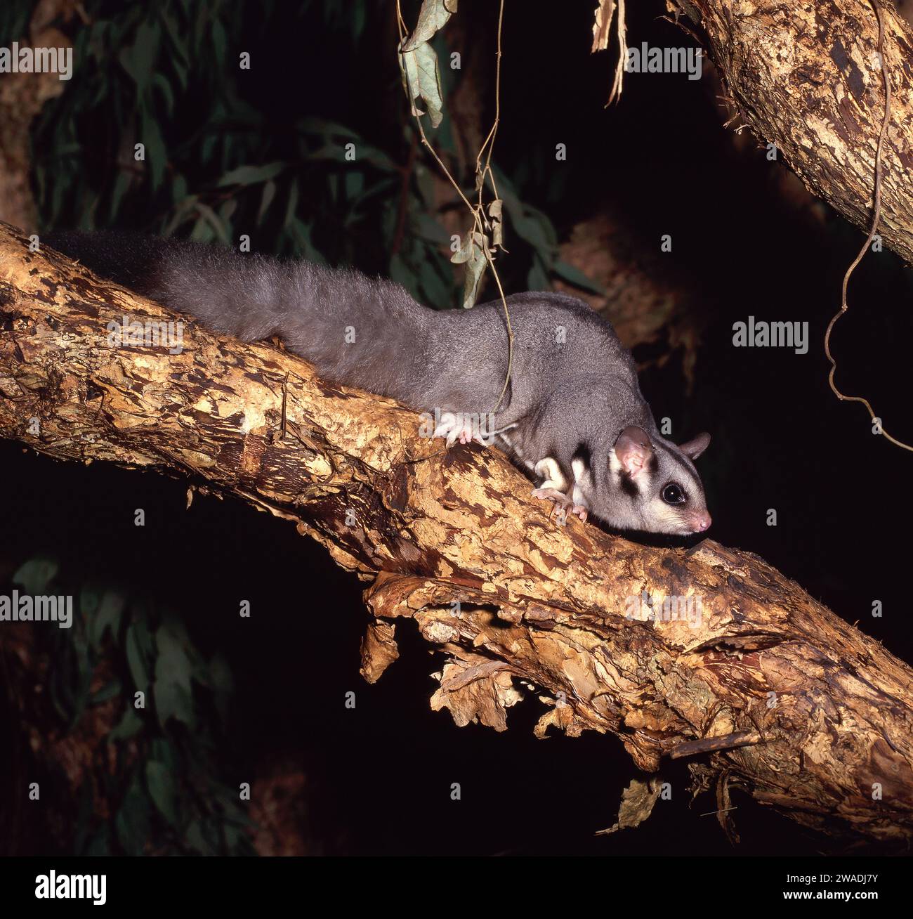 Il Petaurus breviceps è un piccolo opossum planante onnivoro e notturno. Foto Stock