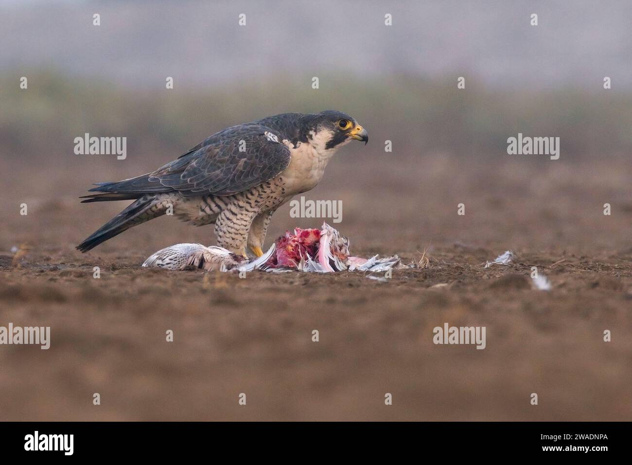Falco peregrino (Falco peregrinus) che si nutre di un fenicottero al Little rann di kutch, Gujarat, India Foto Stock