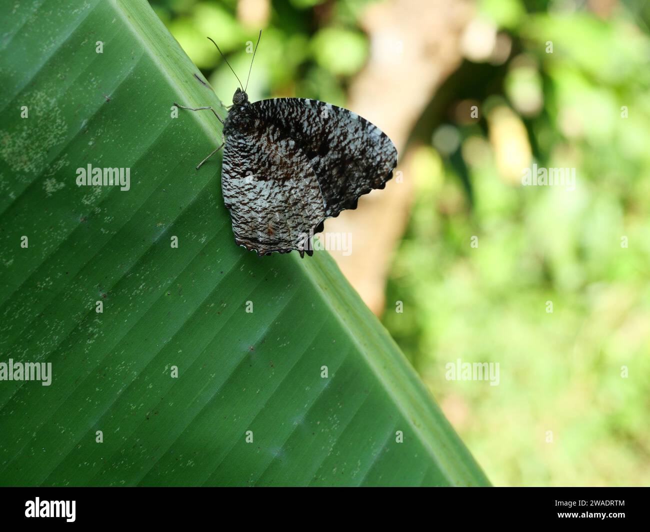Farfalla tigre Palmfly (Elymnias nesaea) su foglia di babana con sfondo verde naturale, marrone con striscia bianca e nera sulle ali di insetto Foto Stock